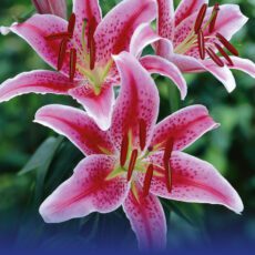8718641997031 1 Lilium Stargazer.jpg